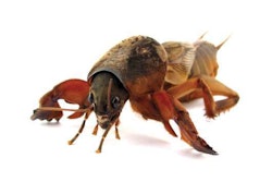 Mole Cricket