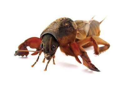 Mole Cricket