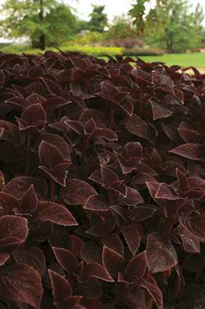 Coleus-Vino-BallHorticulturalCompany