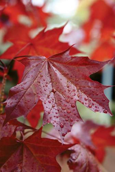 Crimson Sunset Maple foliage 10