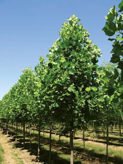 Emerald City Tulip Tree row 06