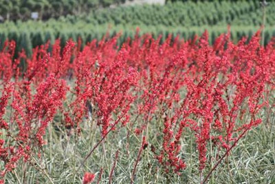 Hesperaloe BrakelightsR-Monrovia Visalia 2-Nov-11 018