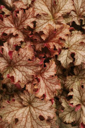 Heuchera-CarnivalPeachParfait-BallHorticulturalCompany