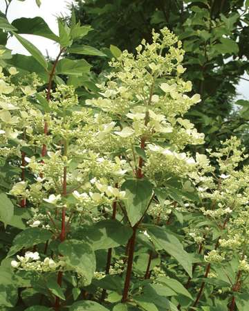 Hydrangea-FireAndIce-BallOrnamentals