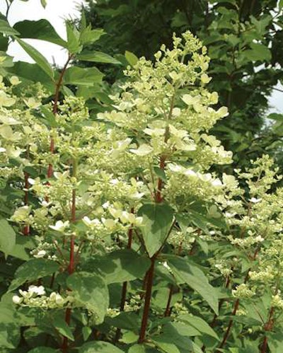 Hydrangea-FireAndIce-BallOrnamentals