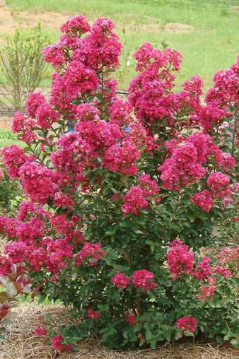 Lagerstroemia-EnduringSummer-FUSCHIABOS12-13422