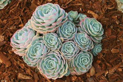 Opener_blue-rose-echeveria-full-shot-Monrovia