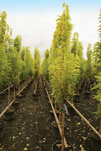 Prairie Sentinel Hackberry fc container 02