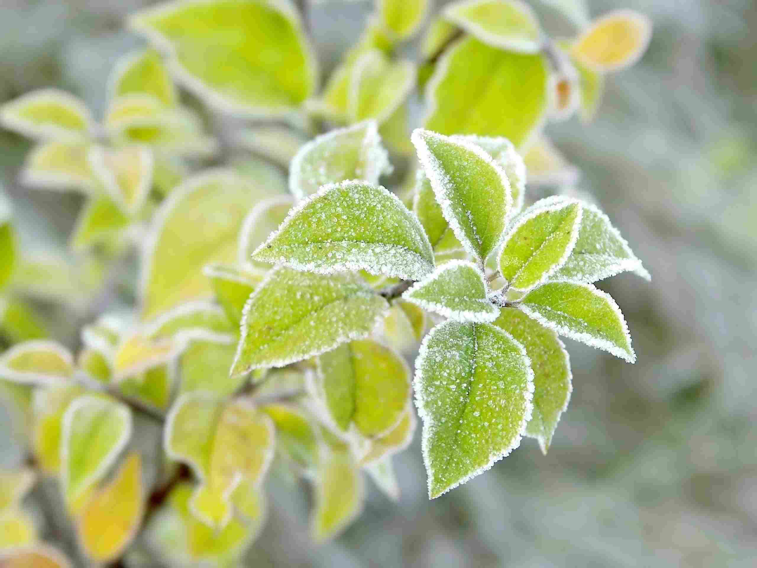 Frost Bitten Plants