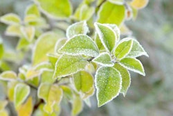 Frost Bitten Plants