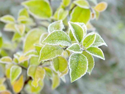 Frost Bitten Plants