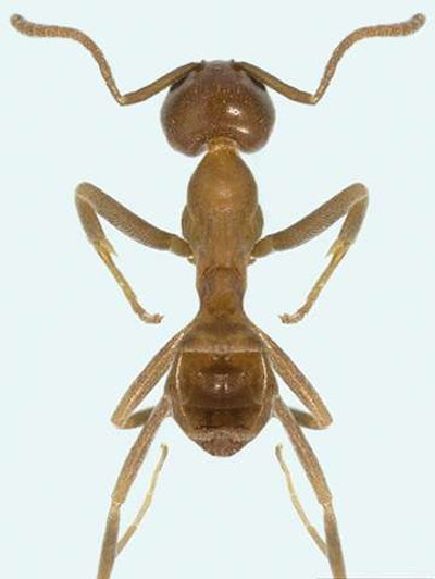 Argentine Ant