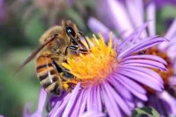 Bees-and-Stress-300×237