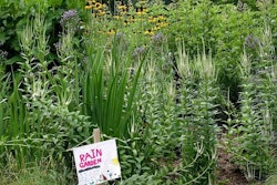 Magee Design built this rain garden for a private school in Boyce, Virgina.