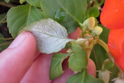 Down Mildew on Impatiens