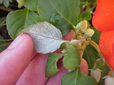 Down Mildew on Impatiens