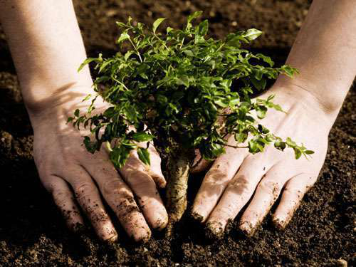 planting-a-tree