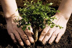 planting-a-tree