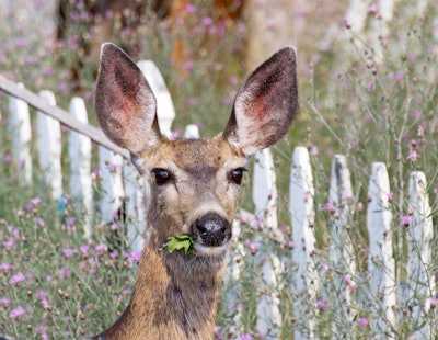 Deer