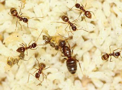 Tawny Ants