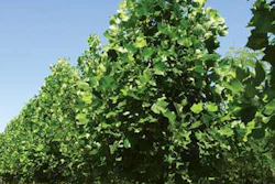 5 Social Media for Tree Care