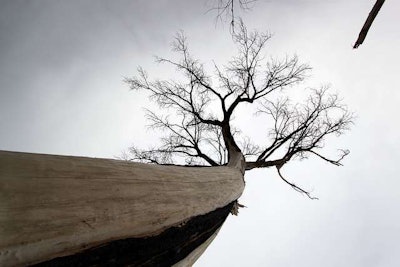 tree-on-cliff