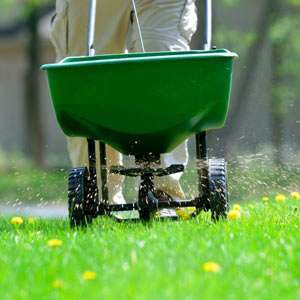 spreading fertilizer on a lawn