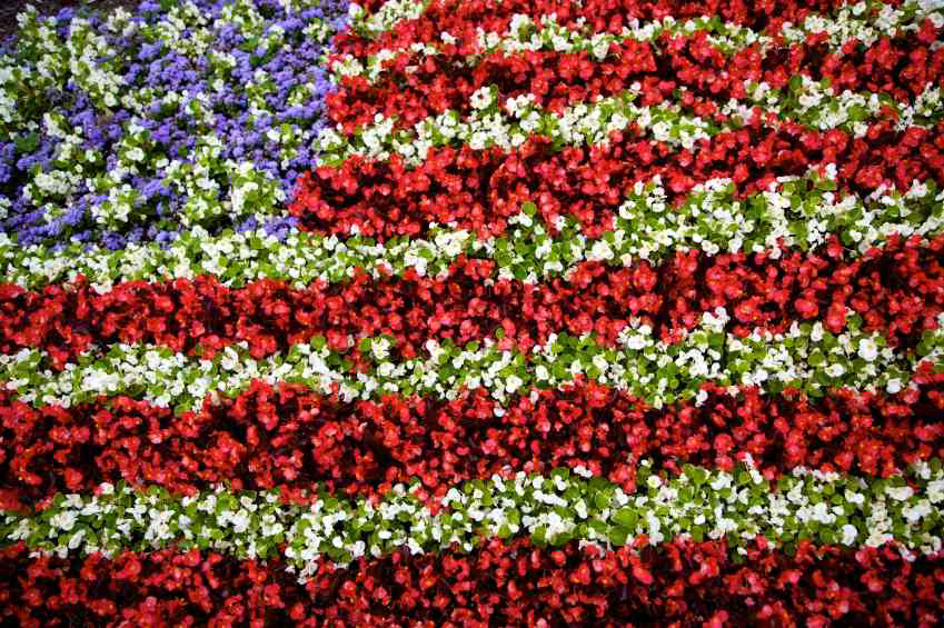 flag-flowers