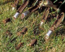 Source: Aerate-Lawn