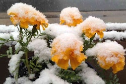 May Snow