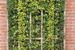 Source: Chicago Botanical Garden