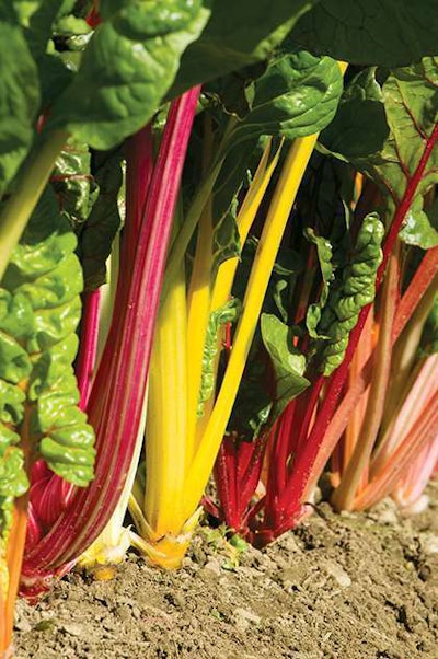 Photo: Johnny’s Seeds