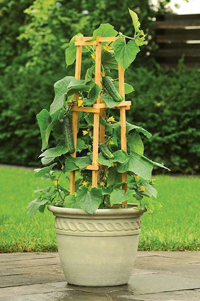 Photo: Ball Horticultural Company