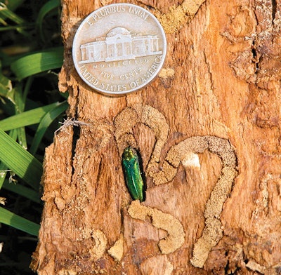 Adult EABs emerge from trees around June, leaving D-shaped exit holes in tree bark. Photo: Eric R. Day, Virginia Polytechnic Institute and State University