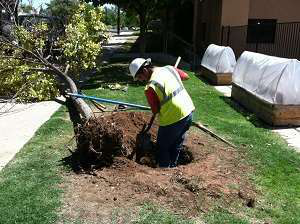 Monte Vista May 2013 Crop