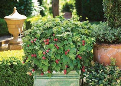 Photo: BrazelBerries