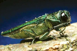 Photo: David Cappaert, Michigan State University, Bugwood.org