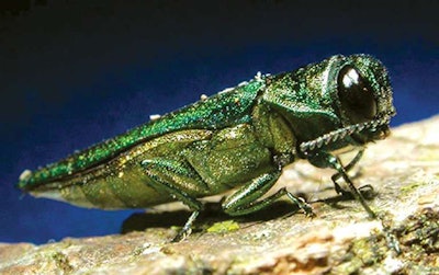 Photo: David Cappaert, Michigan State University, Bugwood.org