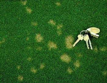 Symptoms of dollar spot disease on creeping bentgrass putting green, via Penn State College of Agricultural Sciences