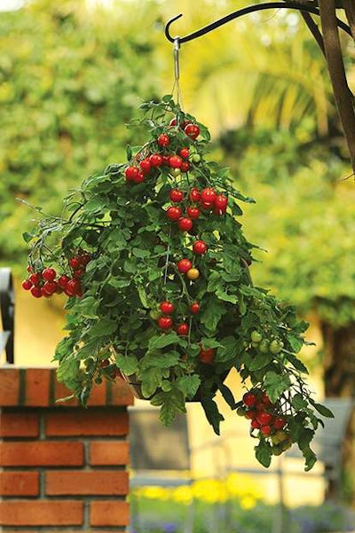 Photo: Ball Horticultural Company