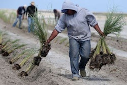 The Coastal Protection & Restoration Authority of Louisiana, the National Oceanic & Atmospheric Administration and Resource Environmental Solutions are planting native vegetation at West Belle Pass near Port Fourchon to help trap wind-blow sediment and stabilize marsh and dune habitats. Chris Heller/Staff View the full gallery here.