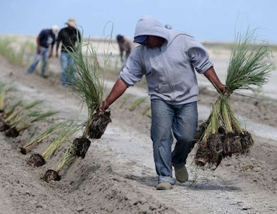 The Coastal Protection & Restoration Authority of Louisiana, the National Oceanic & Atmospheric Administration and Resource Environmental Solutions are planting native vegetation at West Belle Pass near Port Fourchon to help trap wind-blow sediment and stabilize marsh and dune habitats. Chris Heller/Staff View the full gallery here.