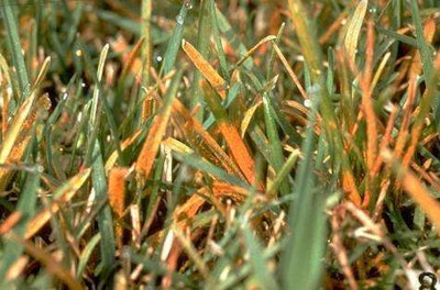 turf-rust-big