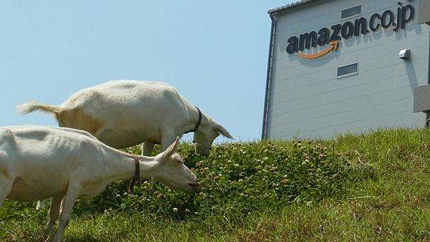 606x341_230950_amazon-hires-goats-for-offic
