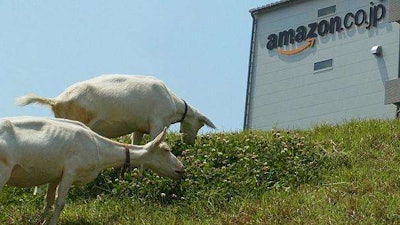 606x341_230950_amazon-hires-goats-for-offic
