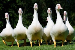 Photo Credit: ALAMY