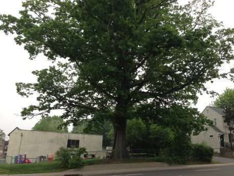 Historic Tree in New Jersey