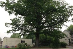 Historic Tree in New Jersey