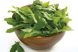 Arugula ‘Wildfire’