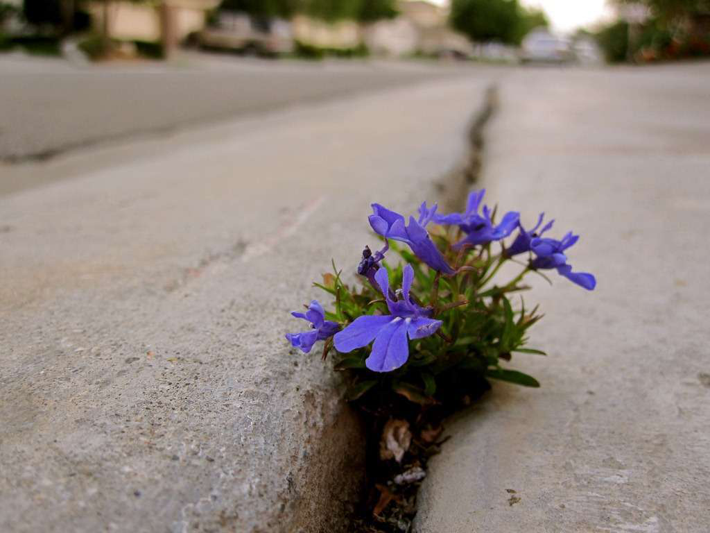 flower in sidewalk crack
